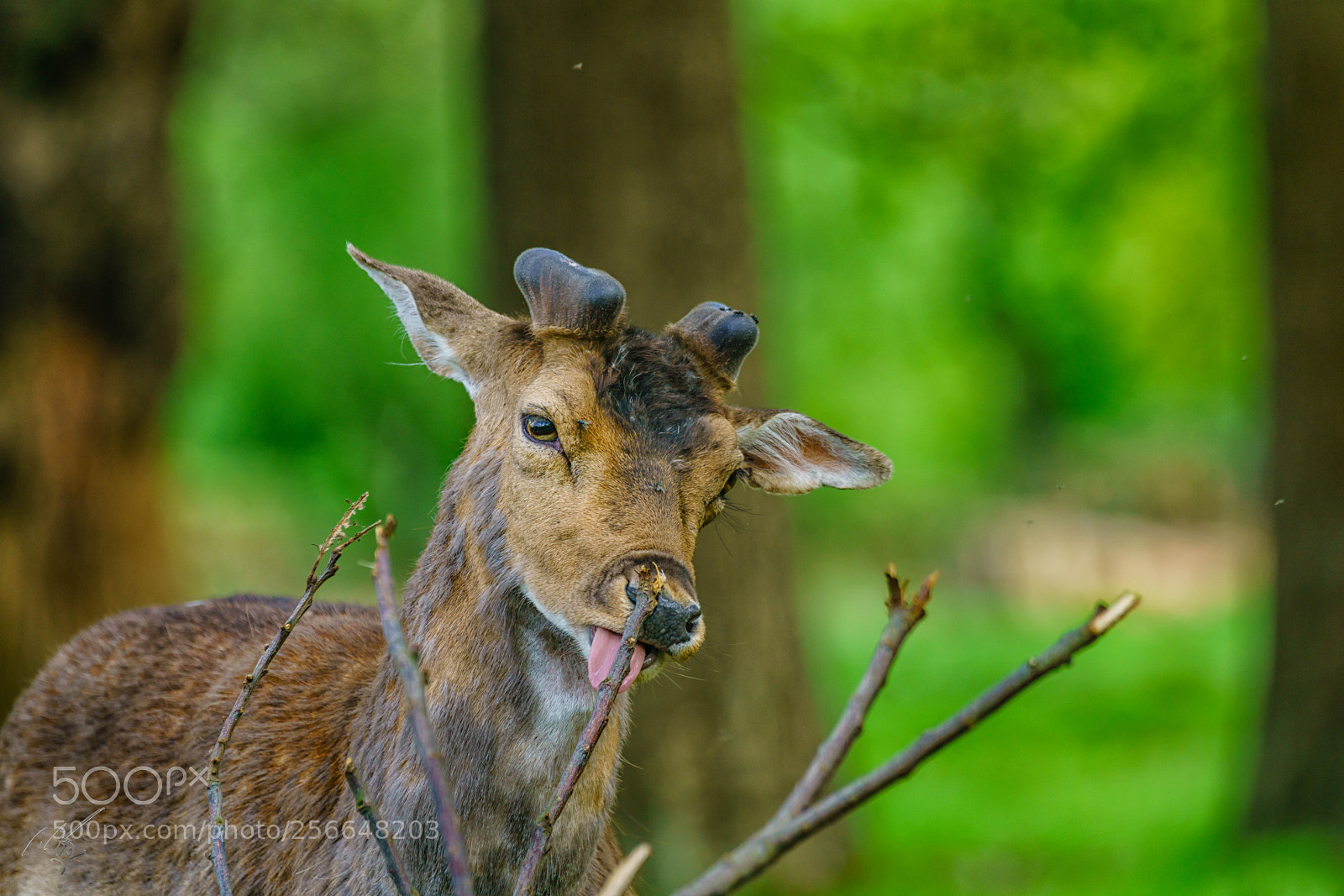 Sony a7R II sample photo. Richmond deers may photography