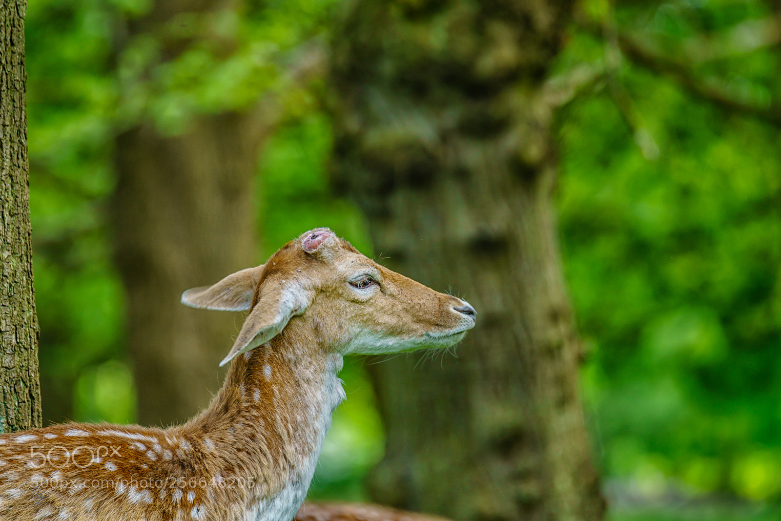 Sony a7R II sample photo. Richmond deers may photography
