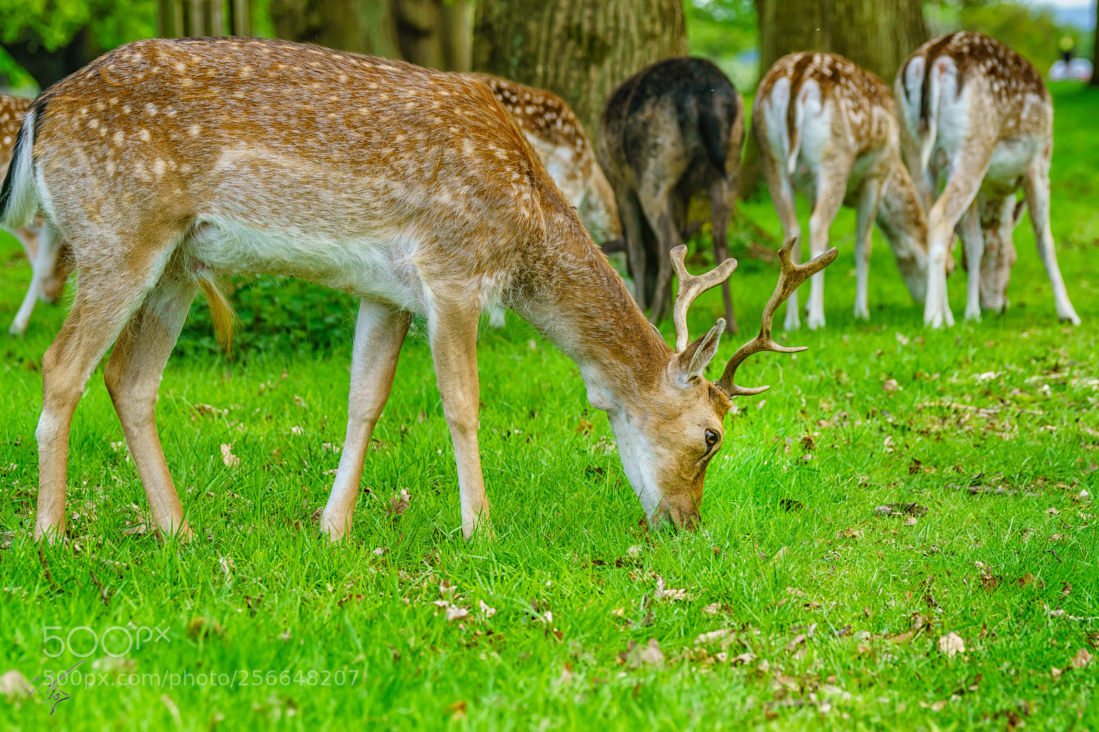 Sony a7R II sample photo. Richmond deers may photography