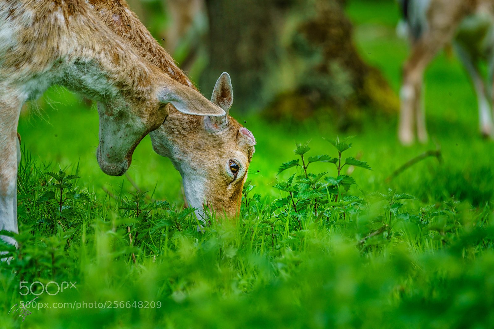 Sony a7R II sample photo. Richmond deers may photography