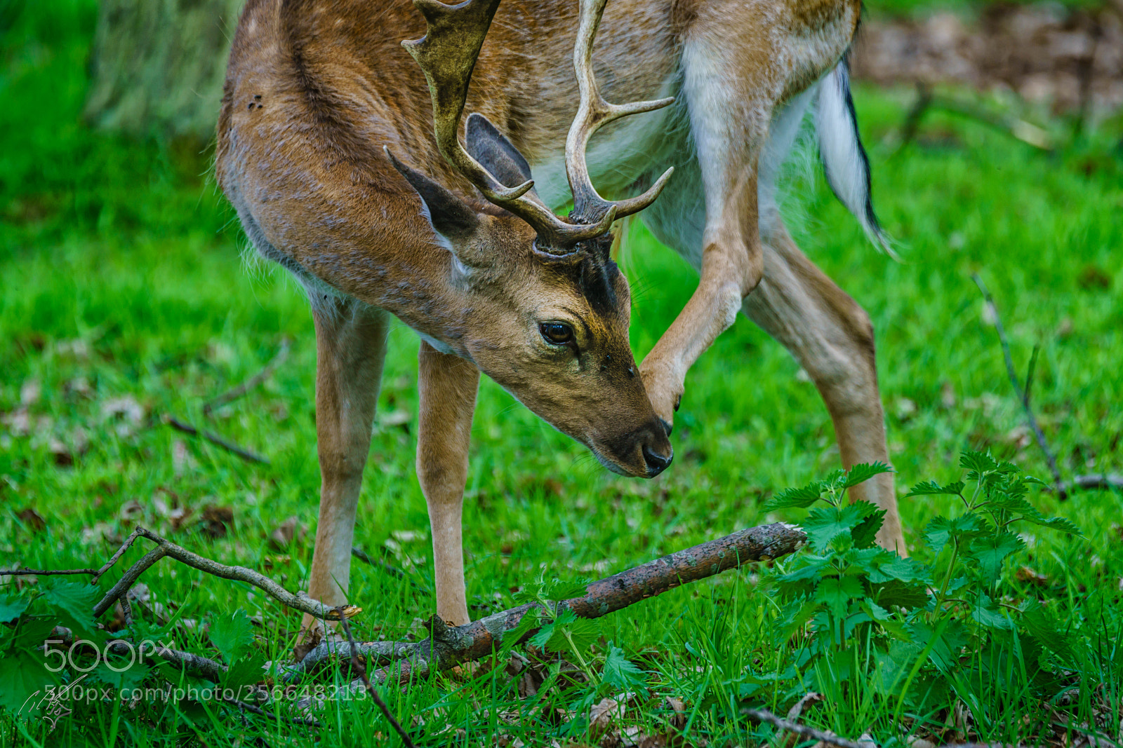Sony a7R II sample photo. Richmond deers may photography