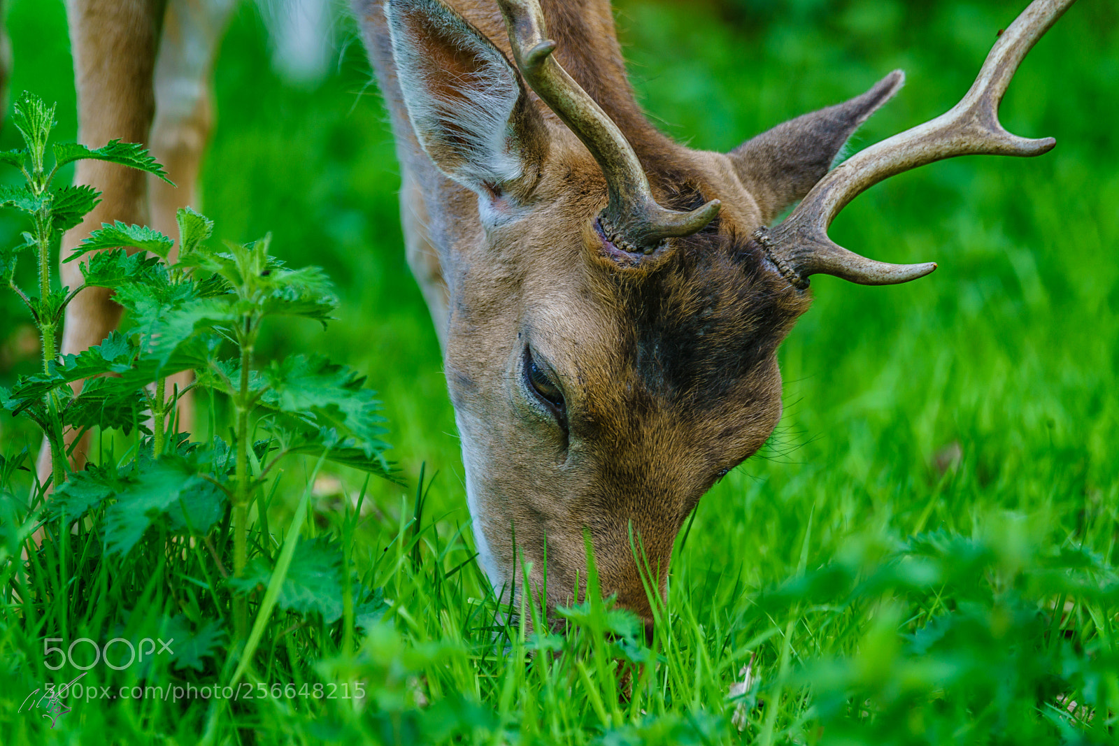 Sony a7R II sample photo. Richmond deers may photography