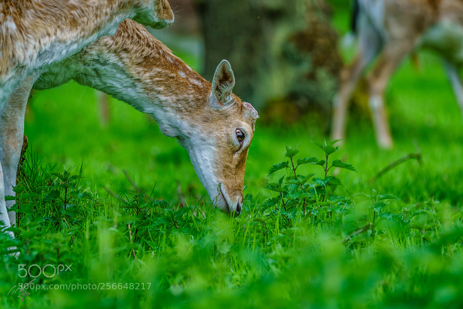 Sony a7R II sample photo. Richmond deers may photography