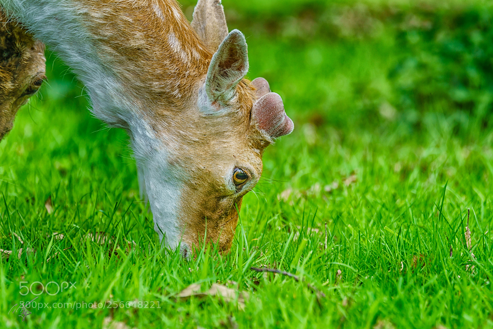 Sony a7R II sample photo. Richmond deers may photography