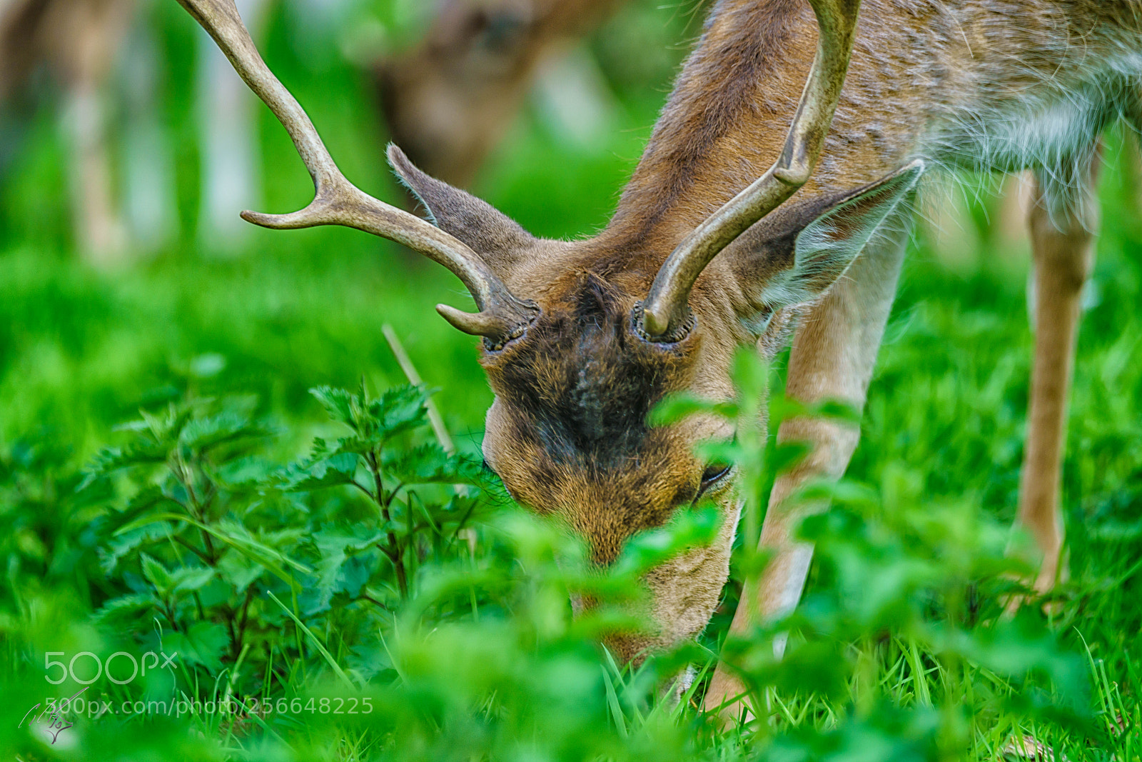 Sony a7R II sample photo. Richmond deers may photography