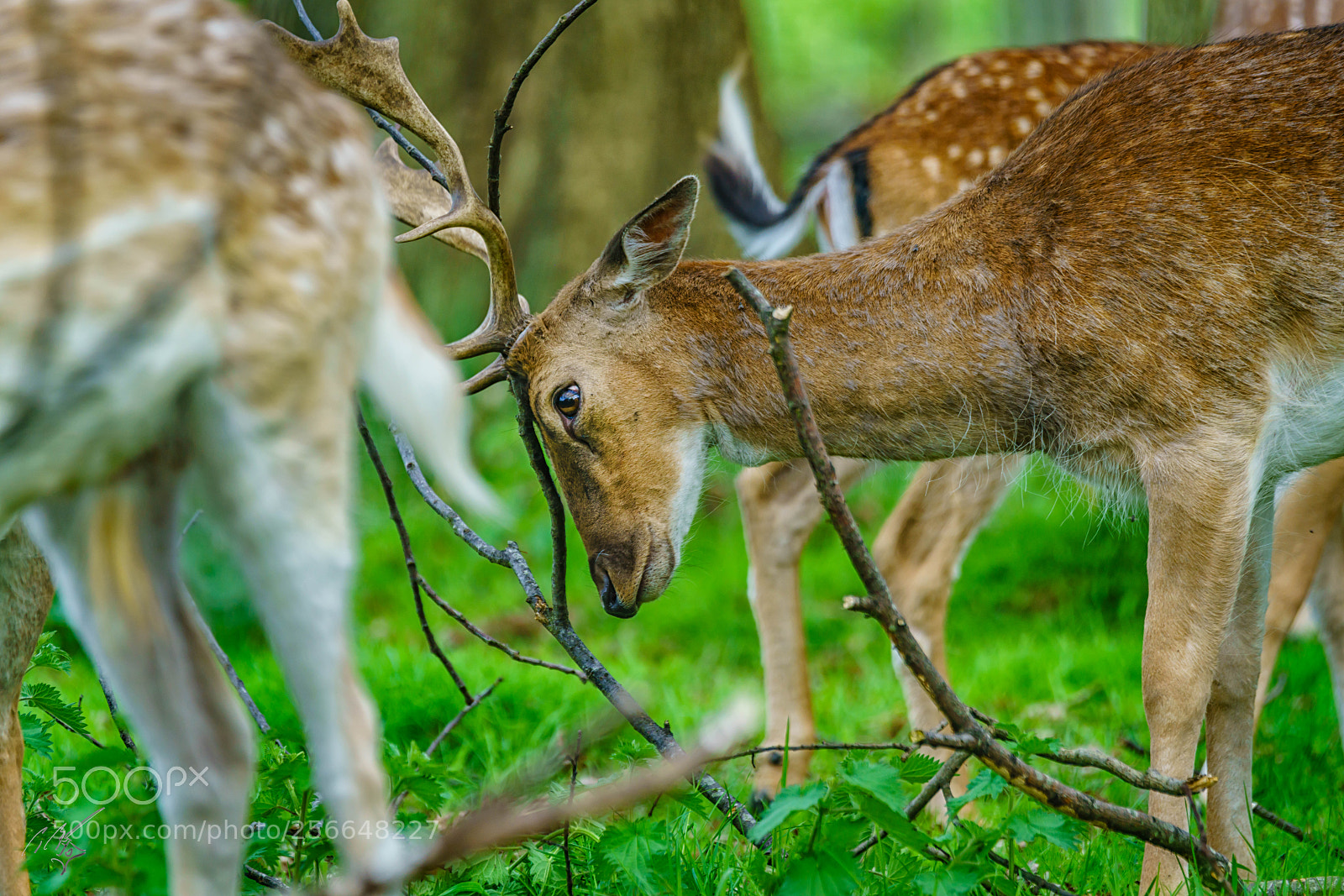 Sony a7R II sample photo. Richmond deers may photography