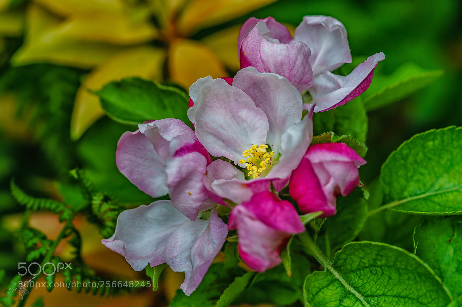 Sony a7R II sample photo. Apple blossom may photography