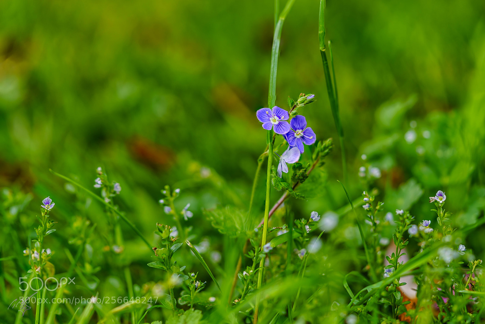 Sony a7R II sample photo. Grass weeds may photography