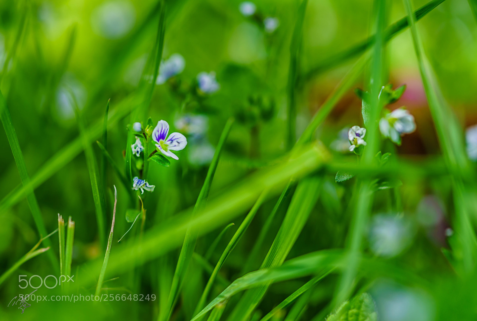 Sony a7R II sample photo. Grass weeds may photography