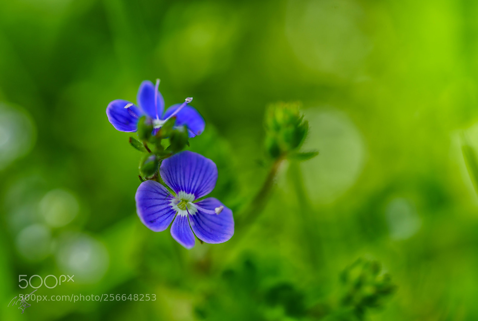 Sony a7R II sample photo. Grass weeds may photography