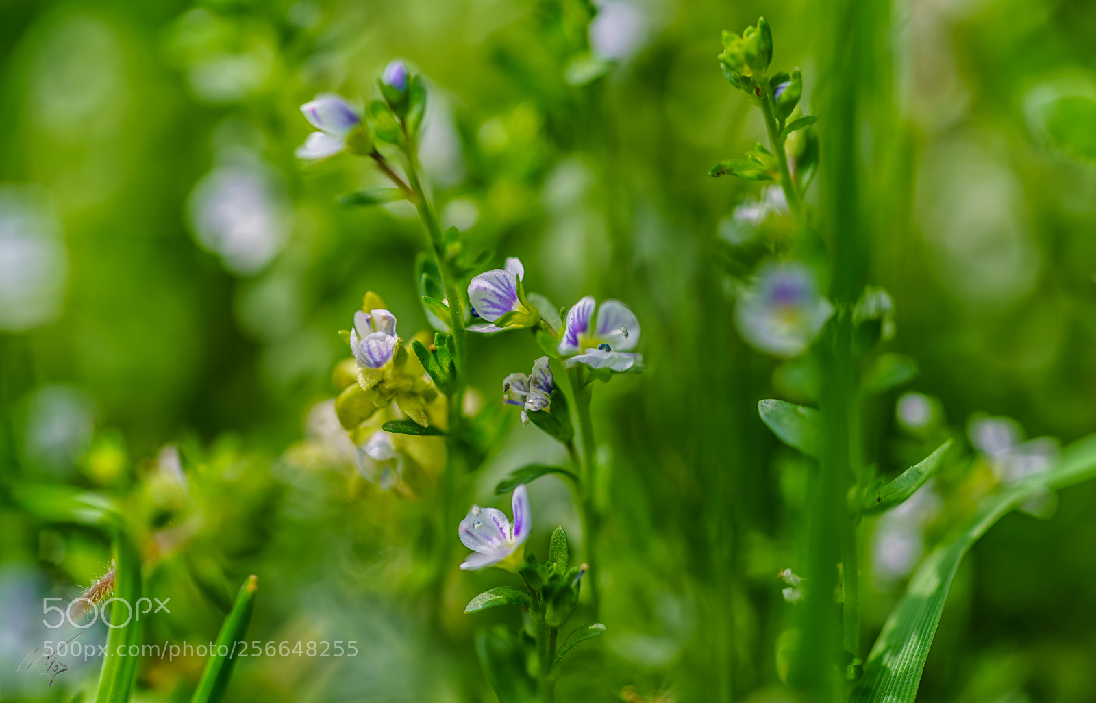 Sony a7R II sample photo. Grass weeds may photography
