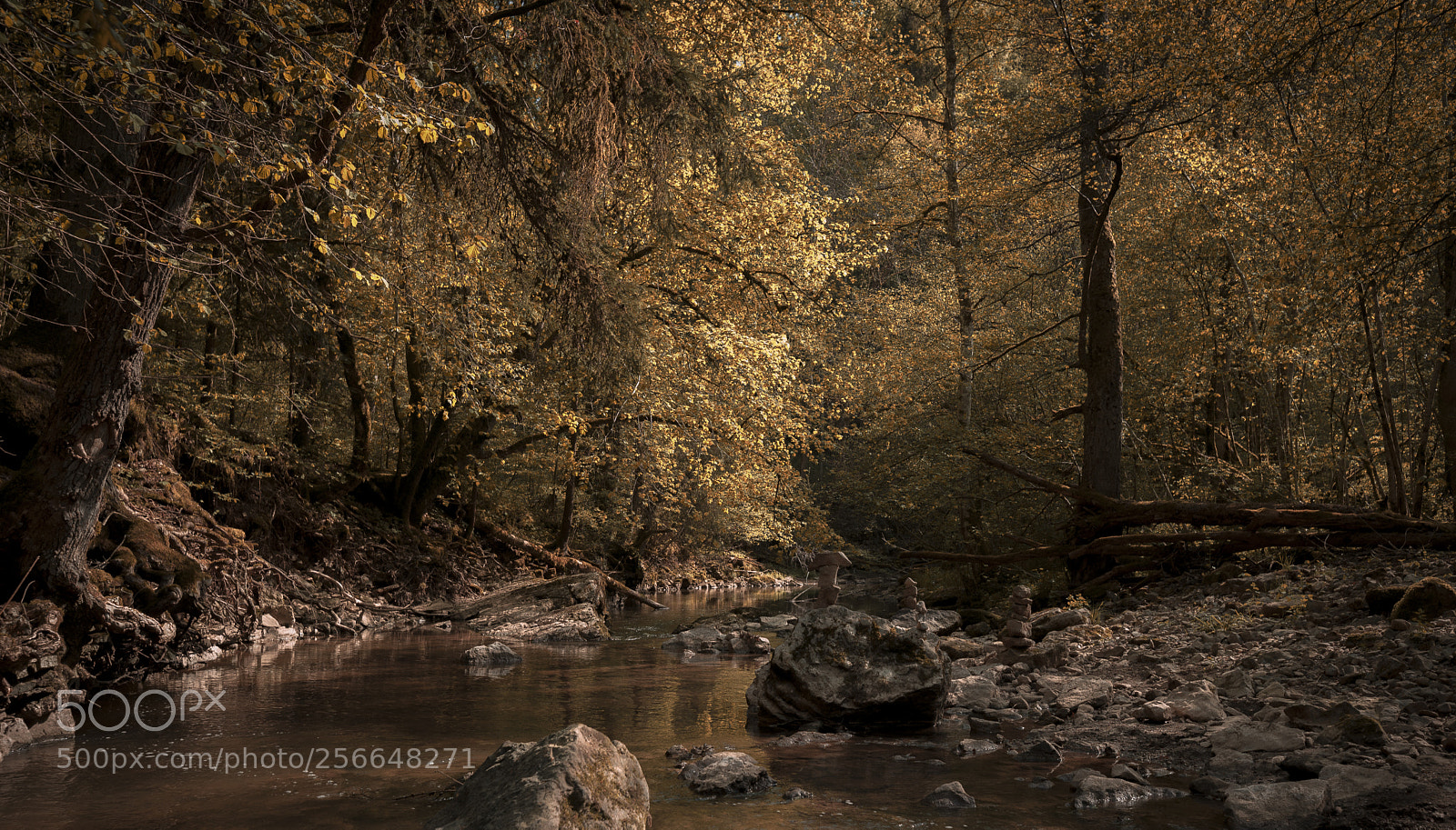 Nikon D750 sample photo. Brown tones photography