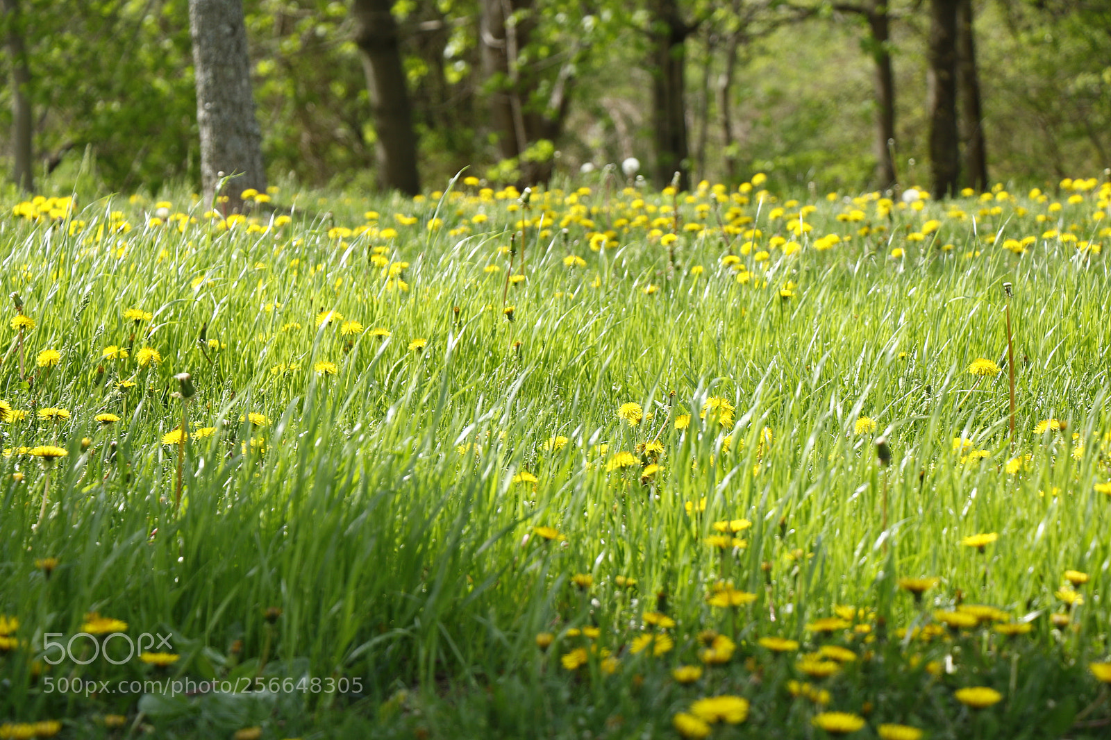 Canon EOS 70D sample photo. Green photography