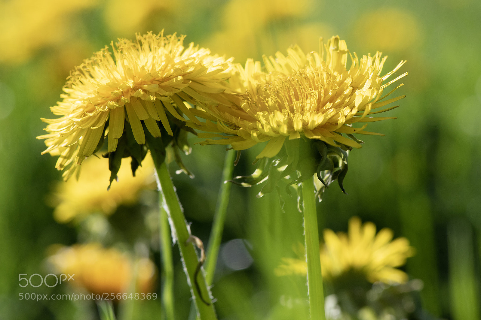 Nikon D500 sample photo. Dandelion photography