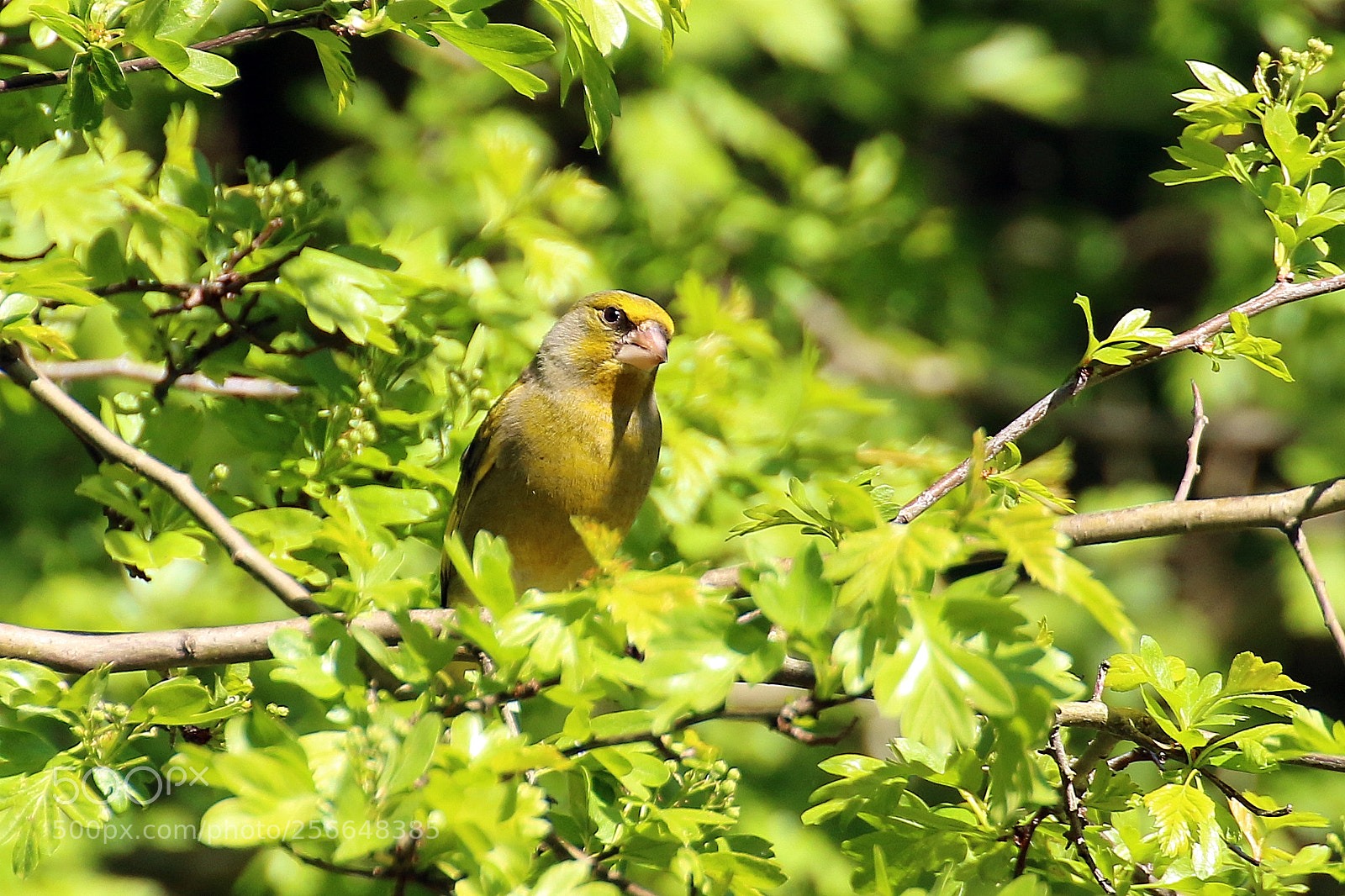 Canon EOS 70D sample photo. Greenfinch photography