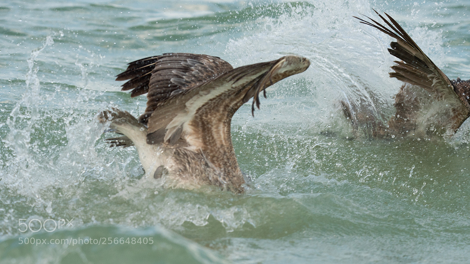 Nikon D750 sample photo. Brown pelican photography