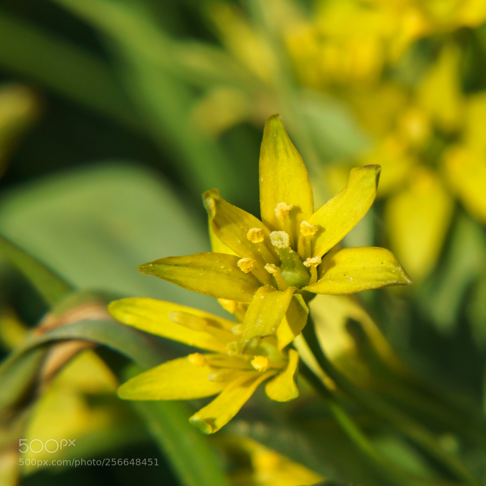 Sony a6000 sample photo. Dsc photography