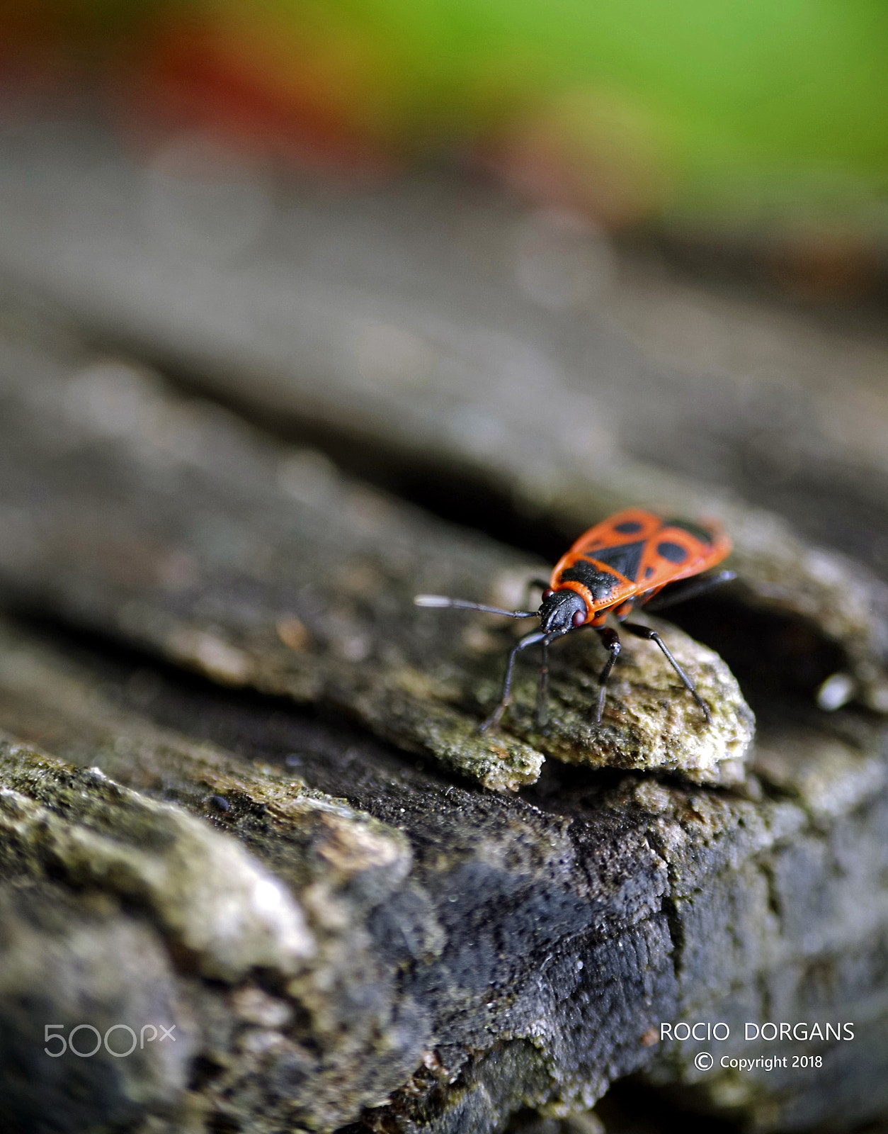 smc PENTAX-DA L 50-200mm F4-5.6 ED sample photo. Insect photography