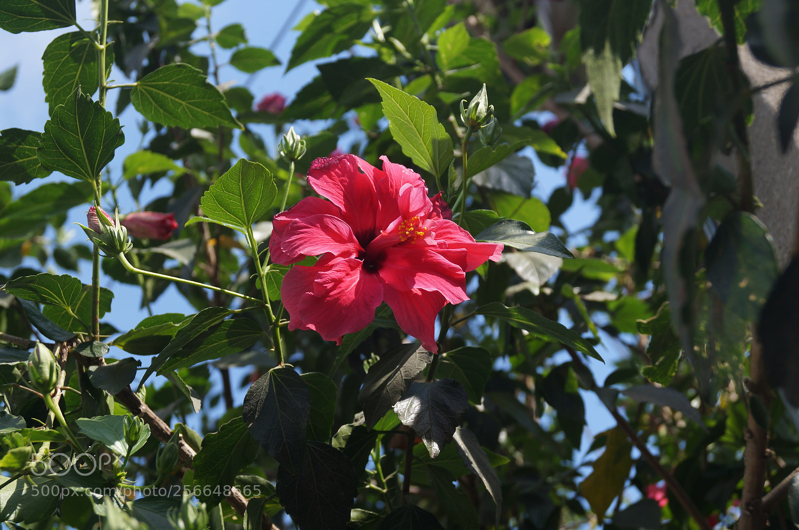 Sony SLT-A37 sample photo. Floral photography