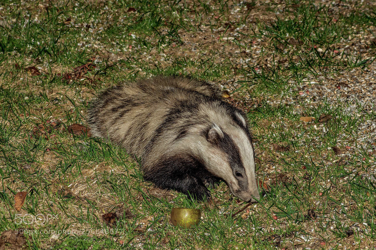 Nikon D7200 sample photo. Badger photography