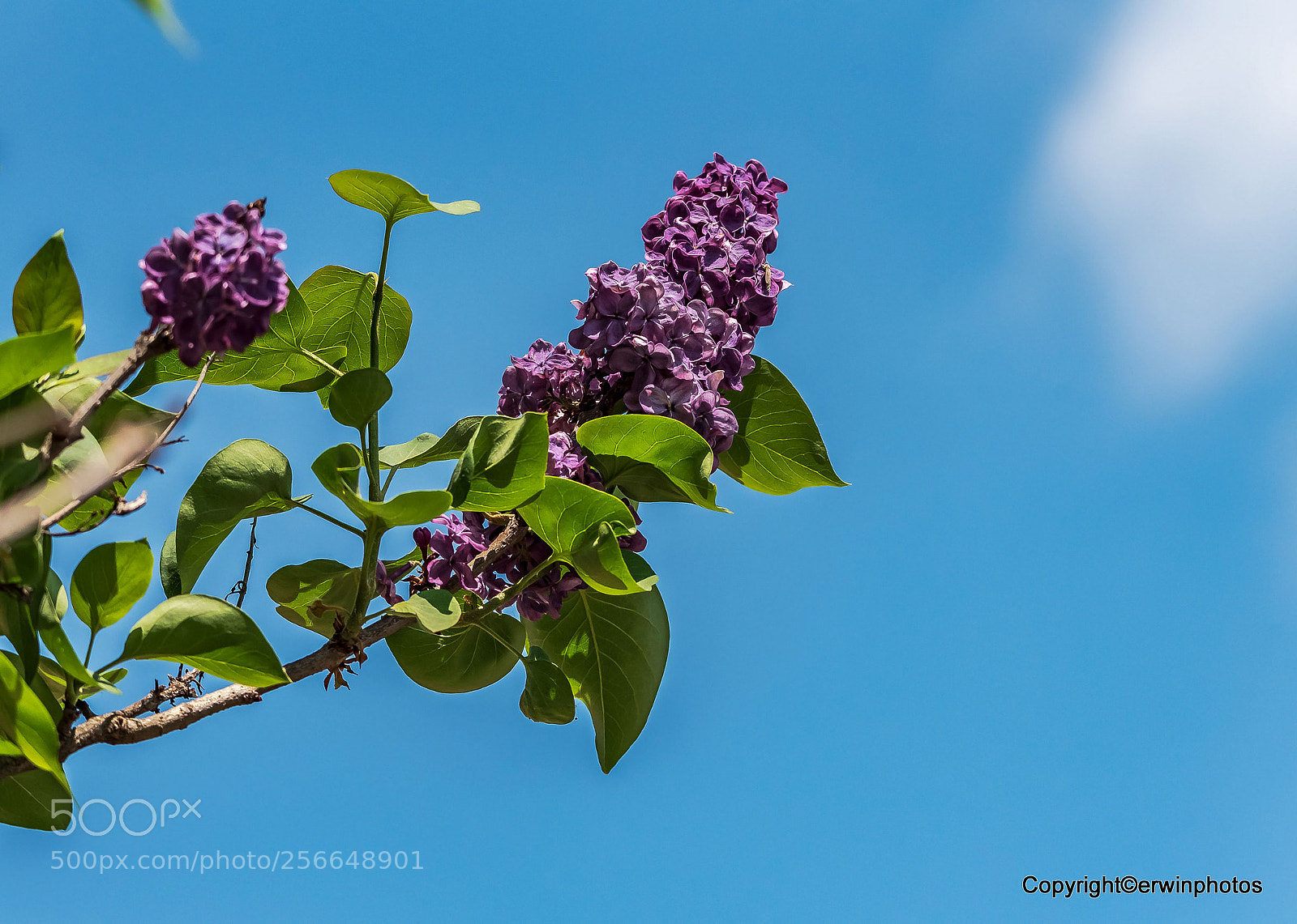 Nikon D750 sample photo. Der erste flieder in photography