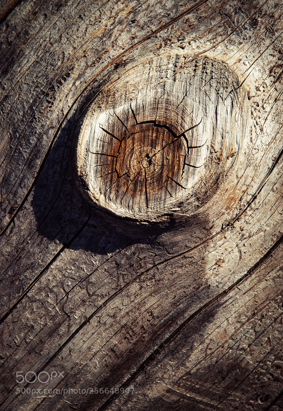 Nikon D5500 sample photo. Detail on the bump photography
