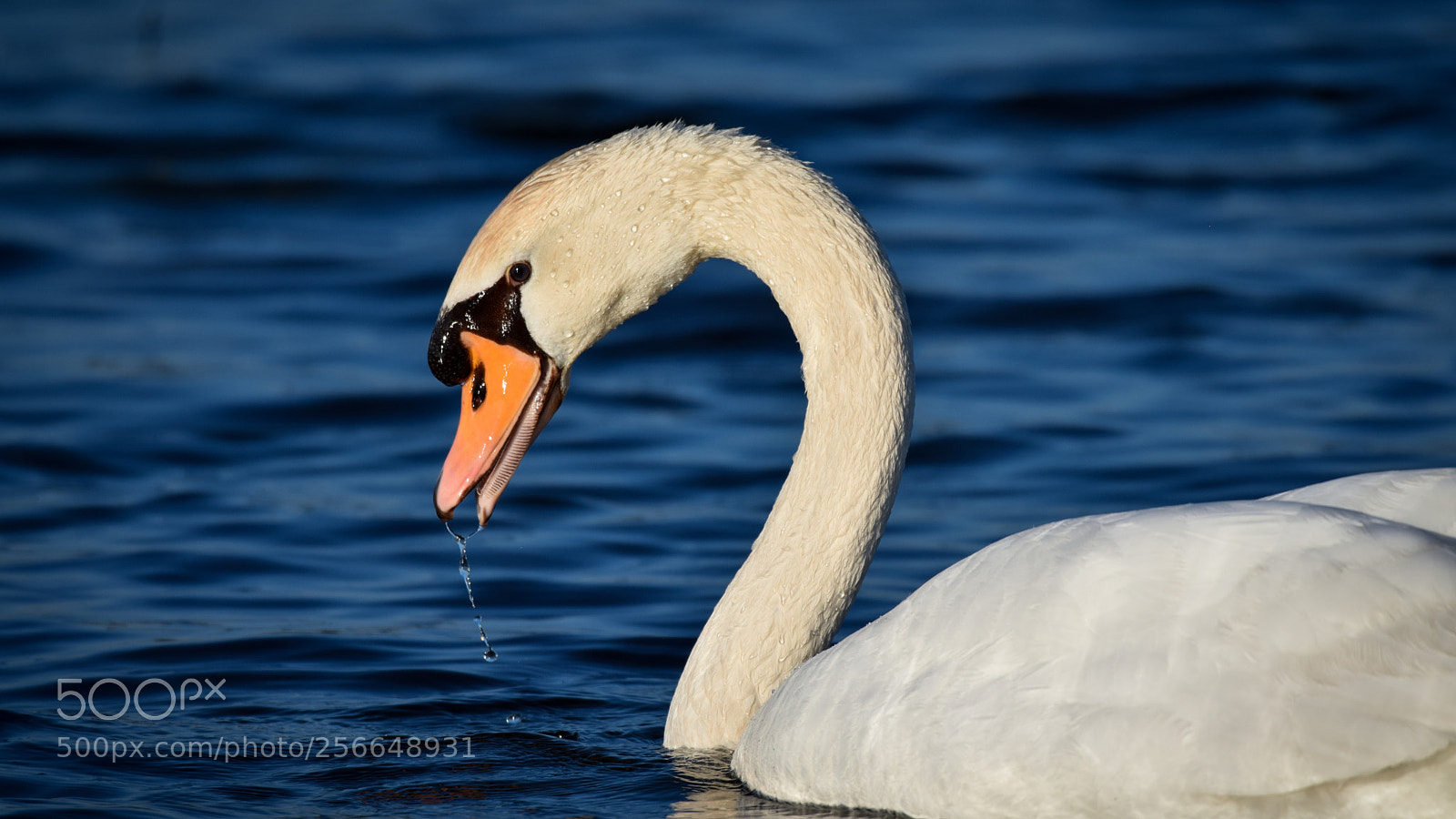 Nikon D3300 sample photo. White swan photography