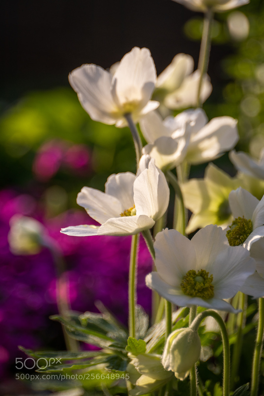 Canon EOS 80D sample photo. Colors photography