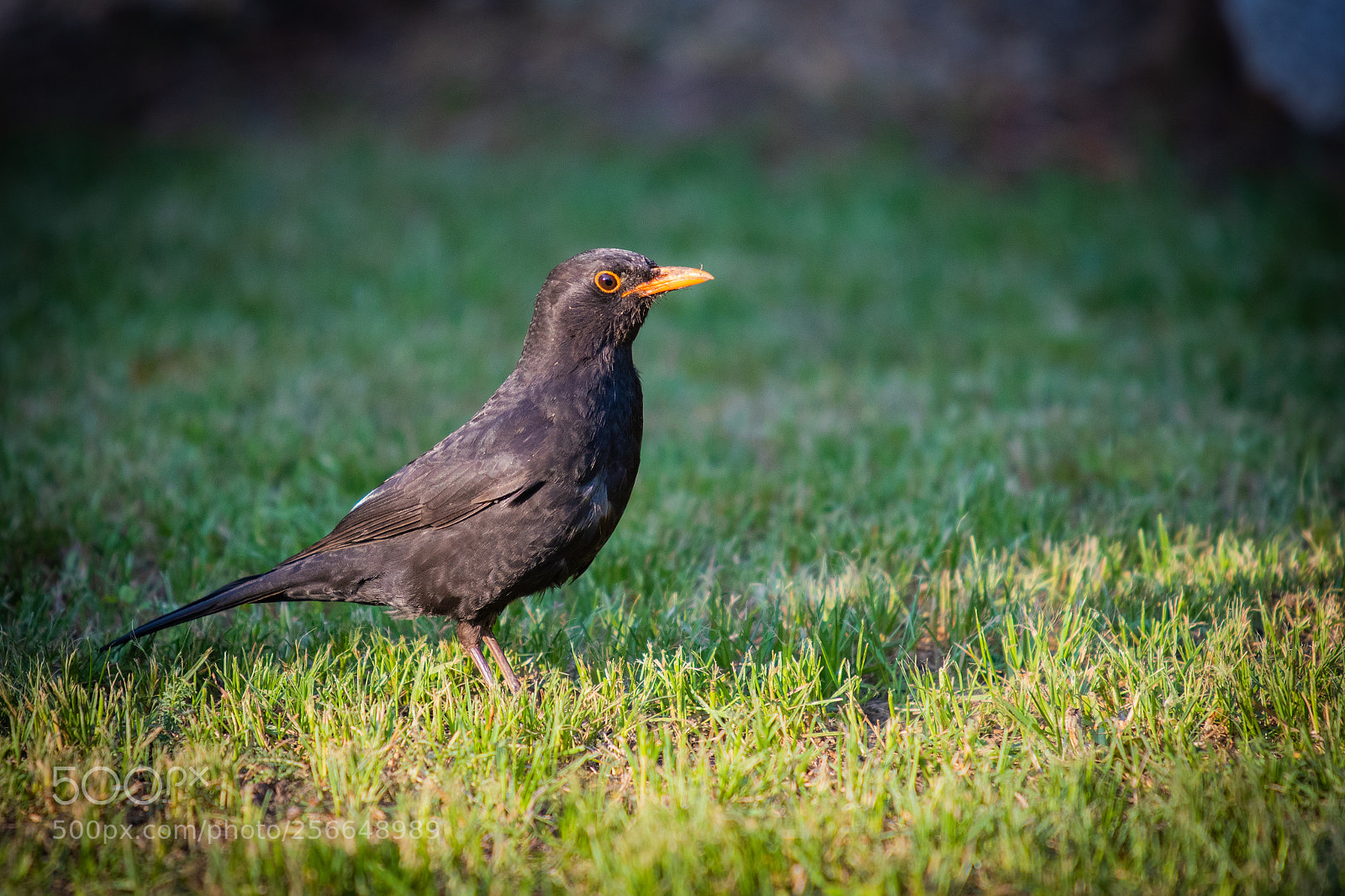 Canon EOS 80D sample photo. Thrush photography