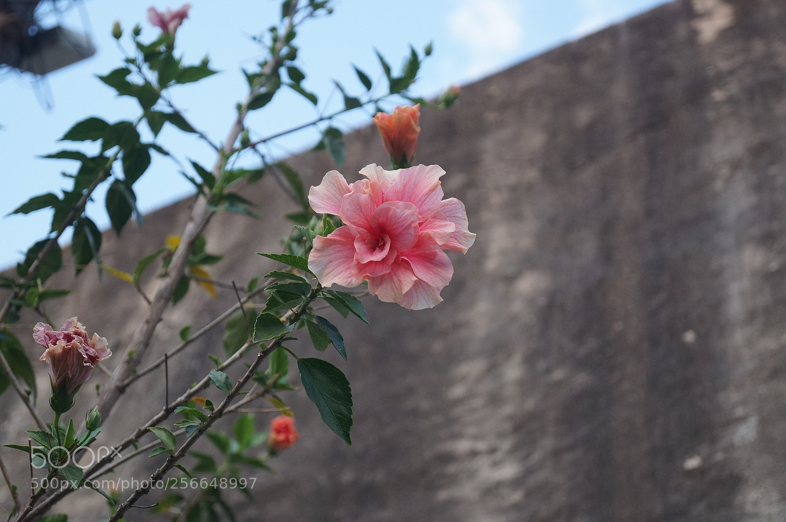 Sony SLT-A37 sample photo. My first photo with photography