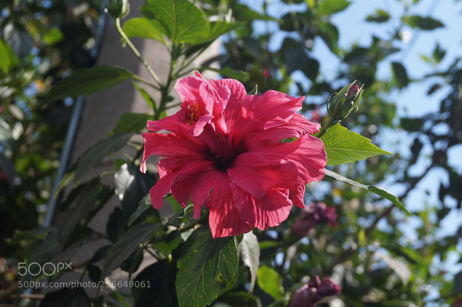 Sony SLT-A37 sample photo. 3rd photography