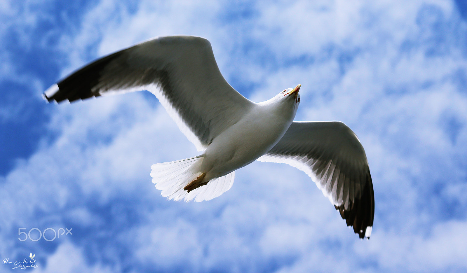 Canon EOS 1200D (EOS Rebel T5 / EOS Kiss X70 / EOS Hi) sample photo. Gaviota en vuelo. photography