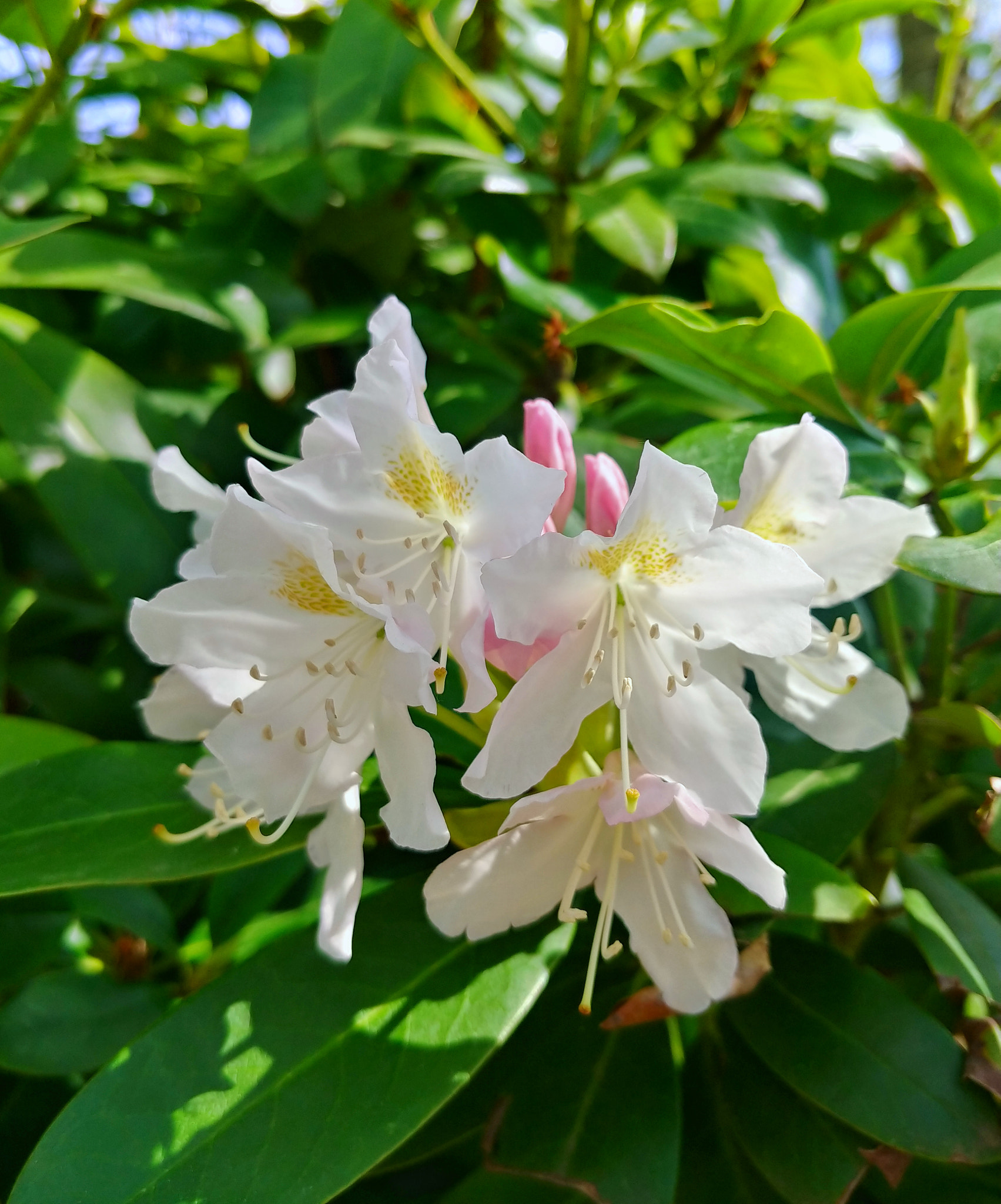 LG V30 sample photo. Rhodo break :-) photography