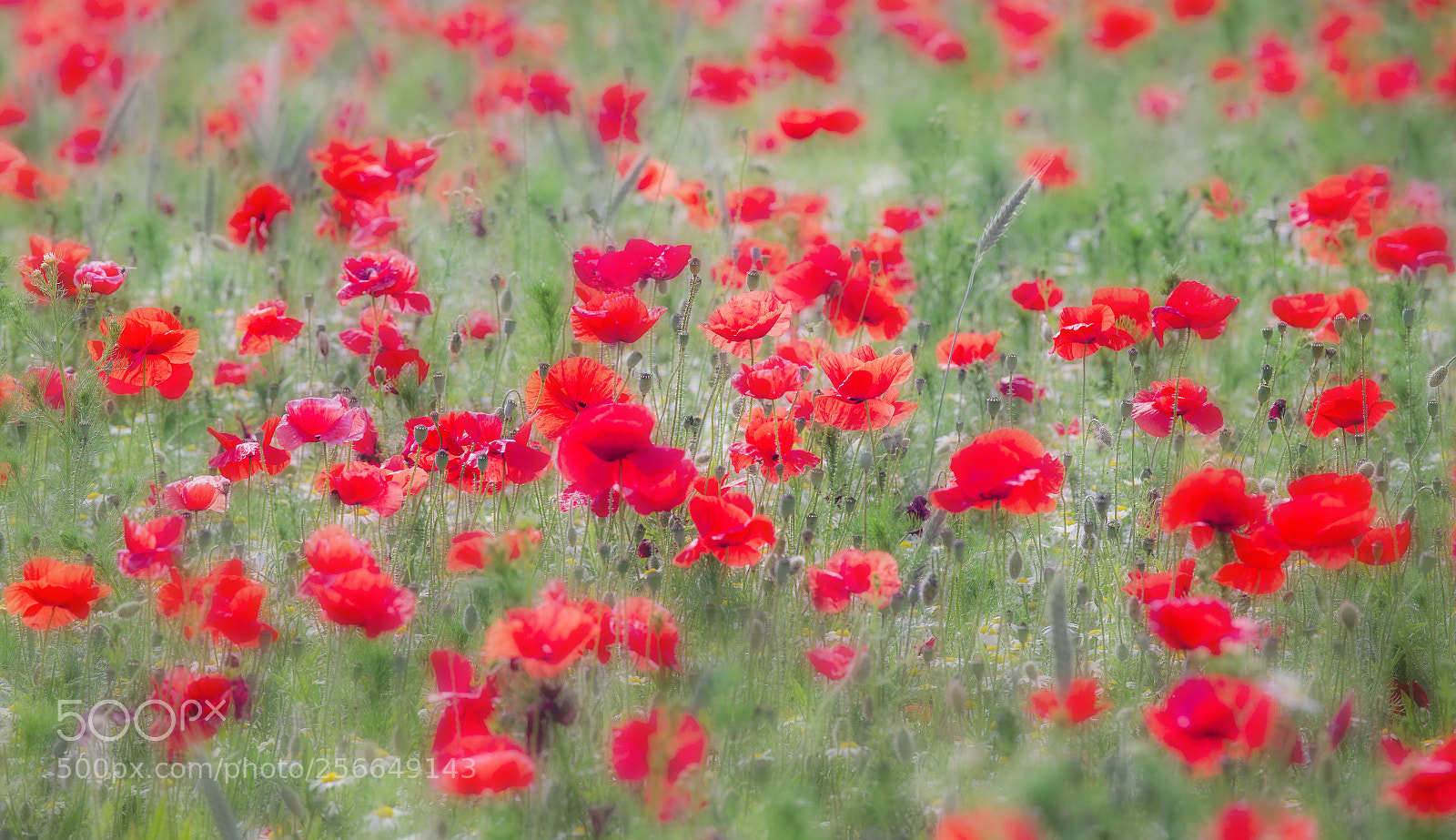 Canon EOS 6D sample photo. The red sea photography