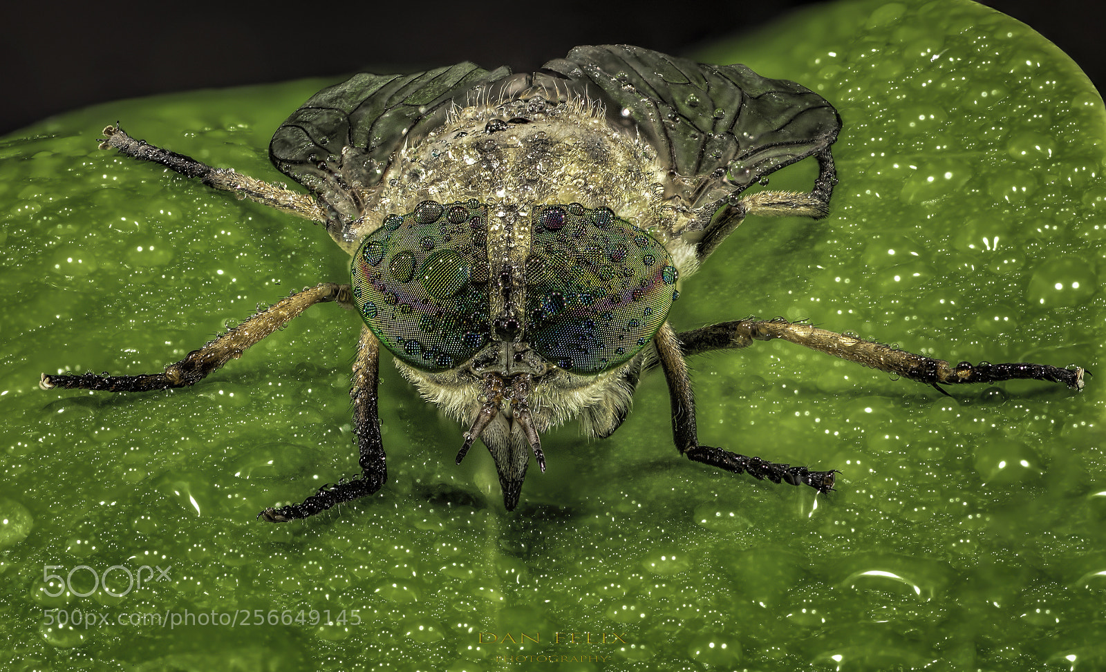 Nikon D810 sample photo. Microcosmos photography