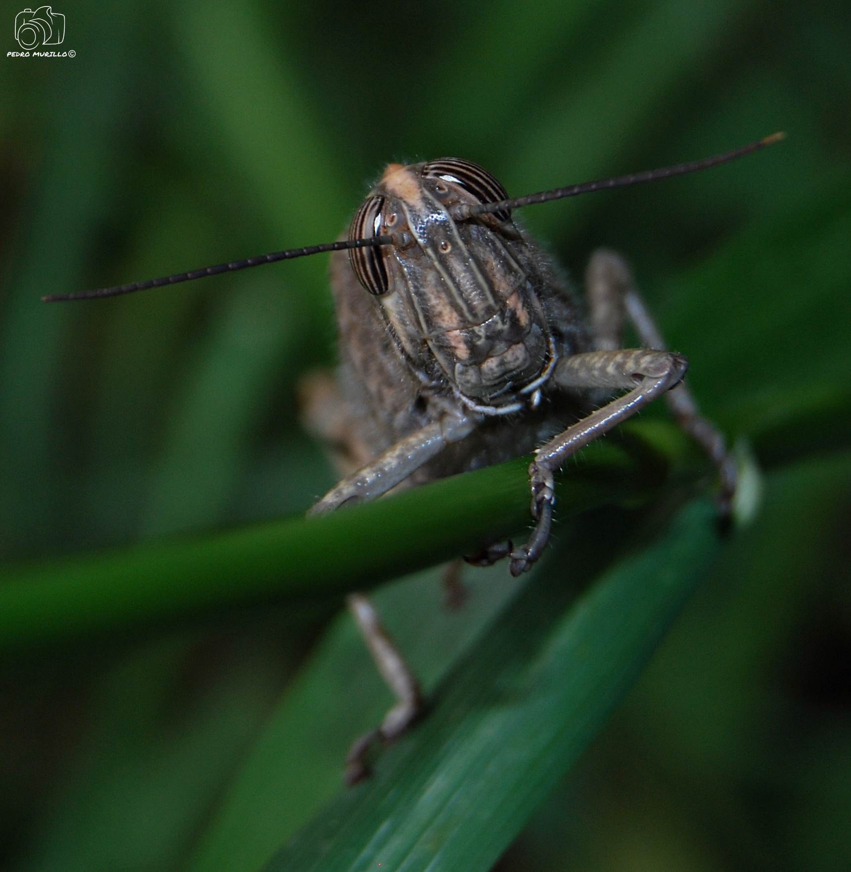 Nikon D60 sample photo