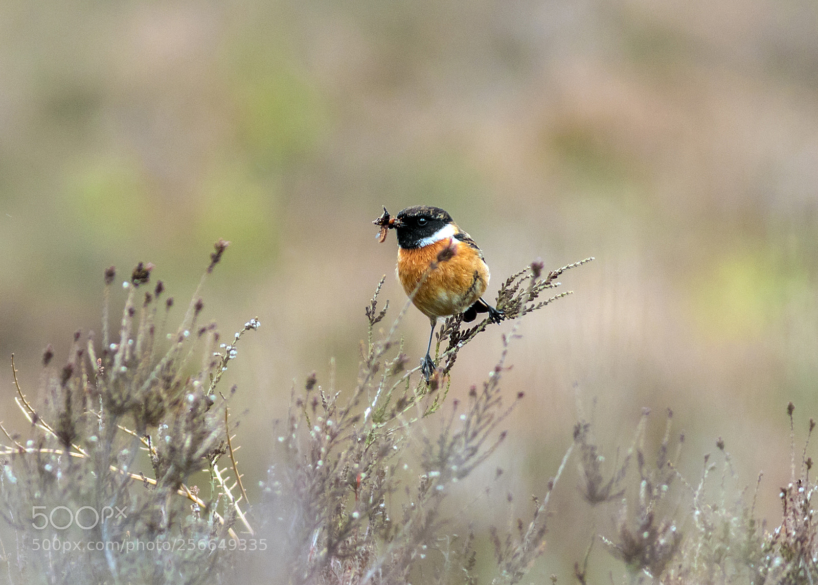 Canon EOS 7D Mark II sample photo. Stonechat photography