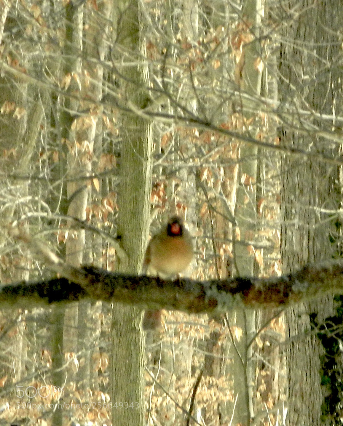 Nikon Coolpix L120 sample photo. Illuminated lady cardinal photography