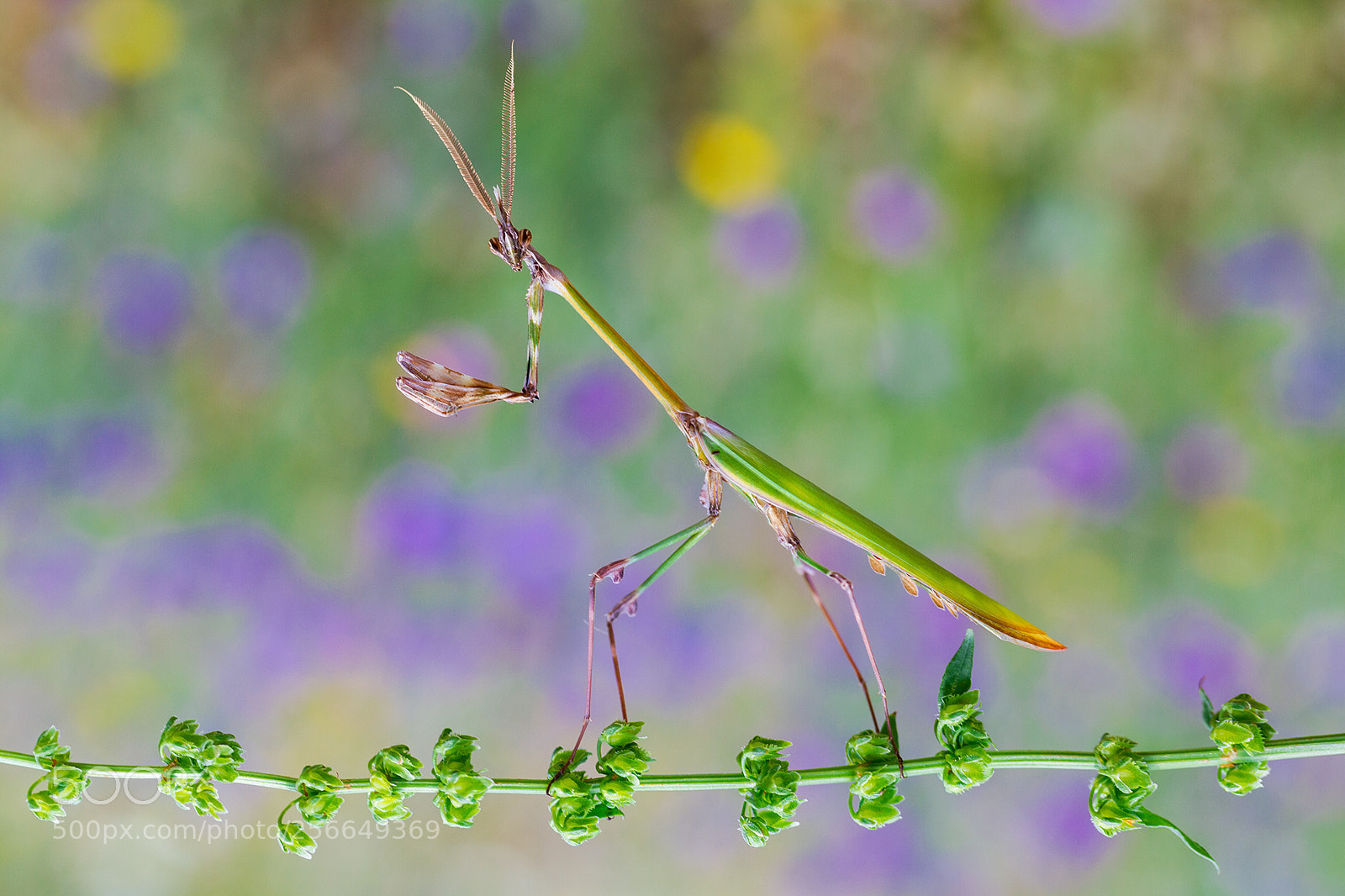 Canon EOS 7D sample photo. Conehead mantis photography