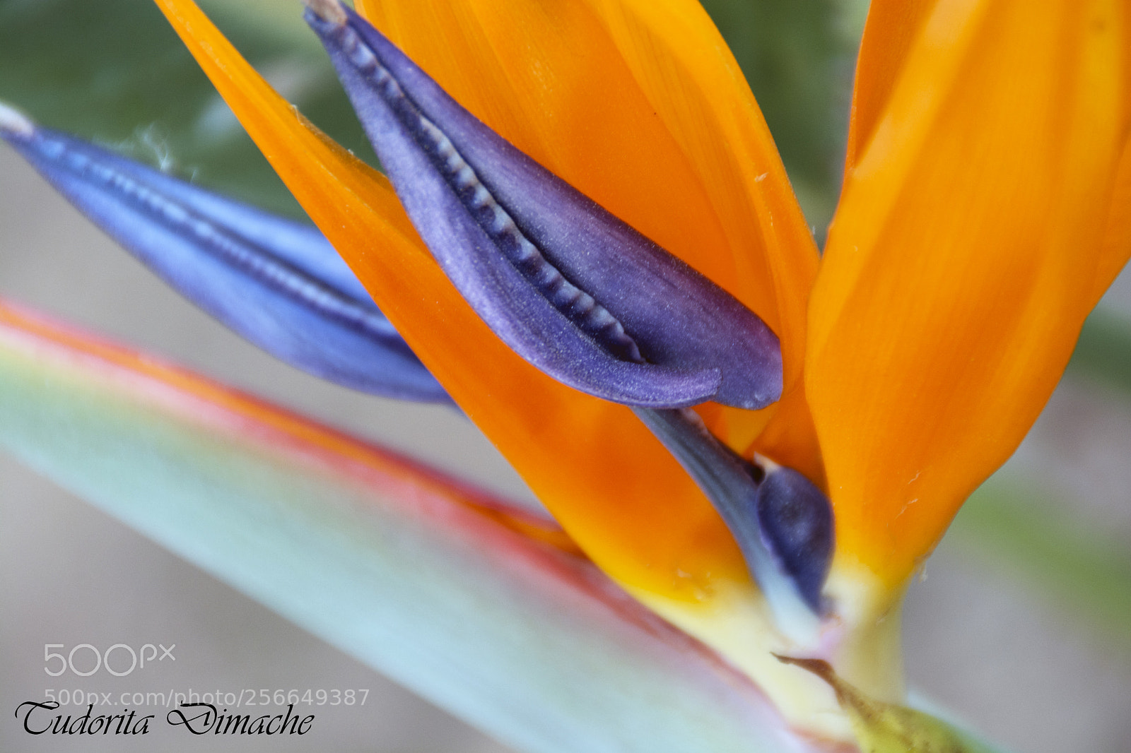 Nikon D7100 sample photo. Fantasy photography