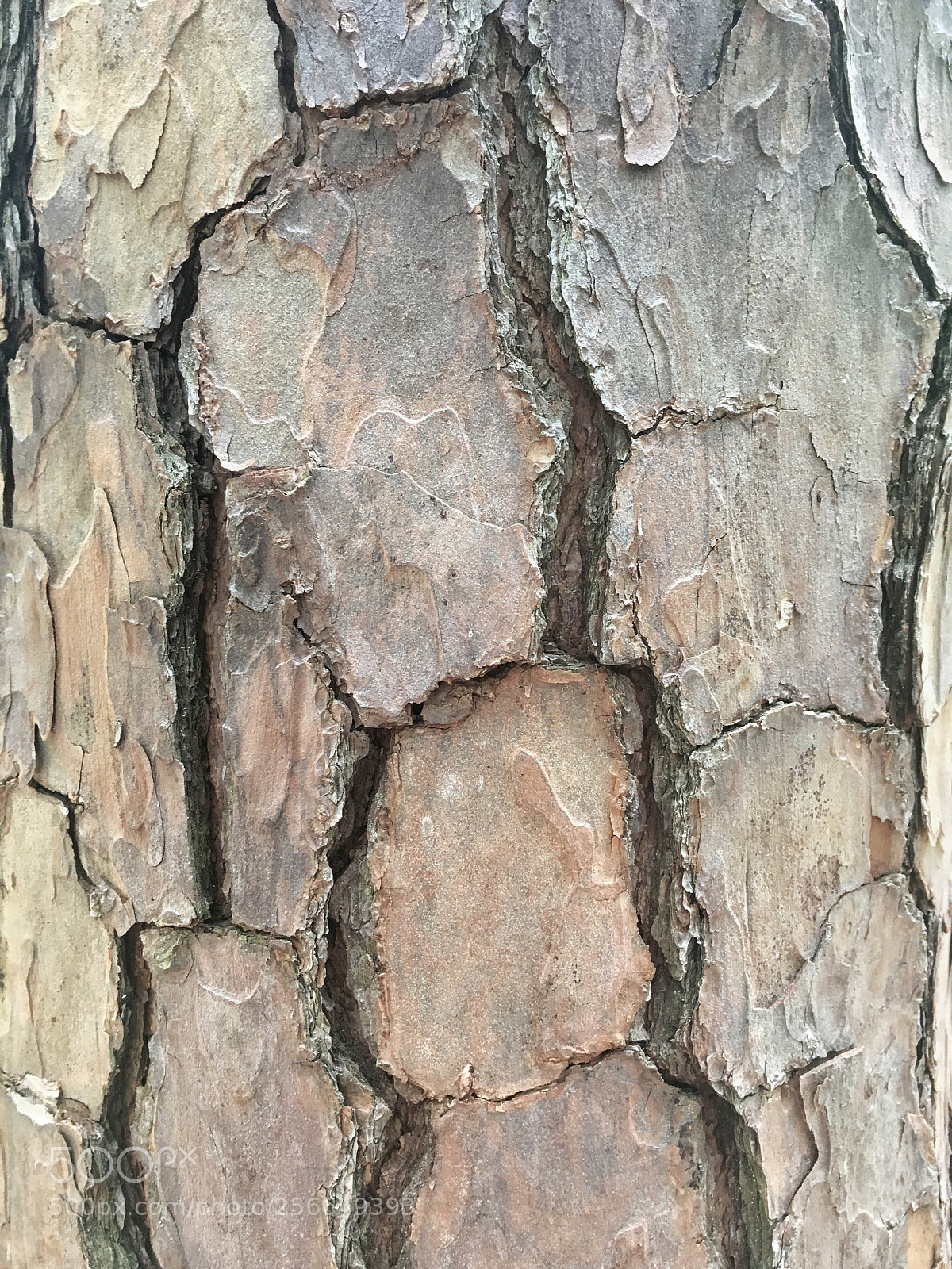 Apple iPhone 6s sample photo. A weathered bark photography
