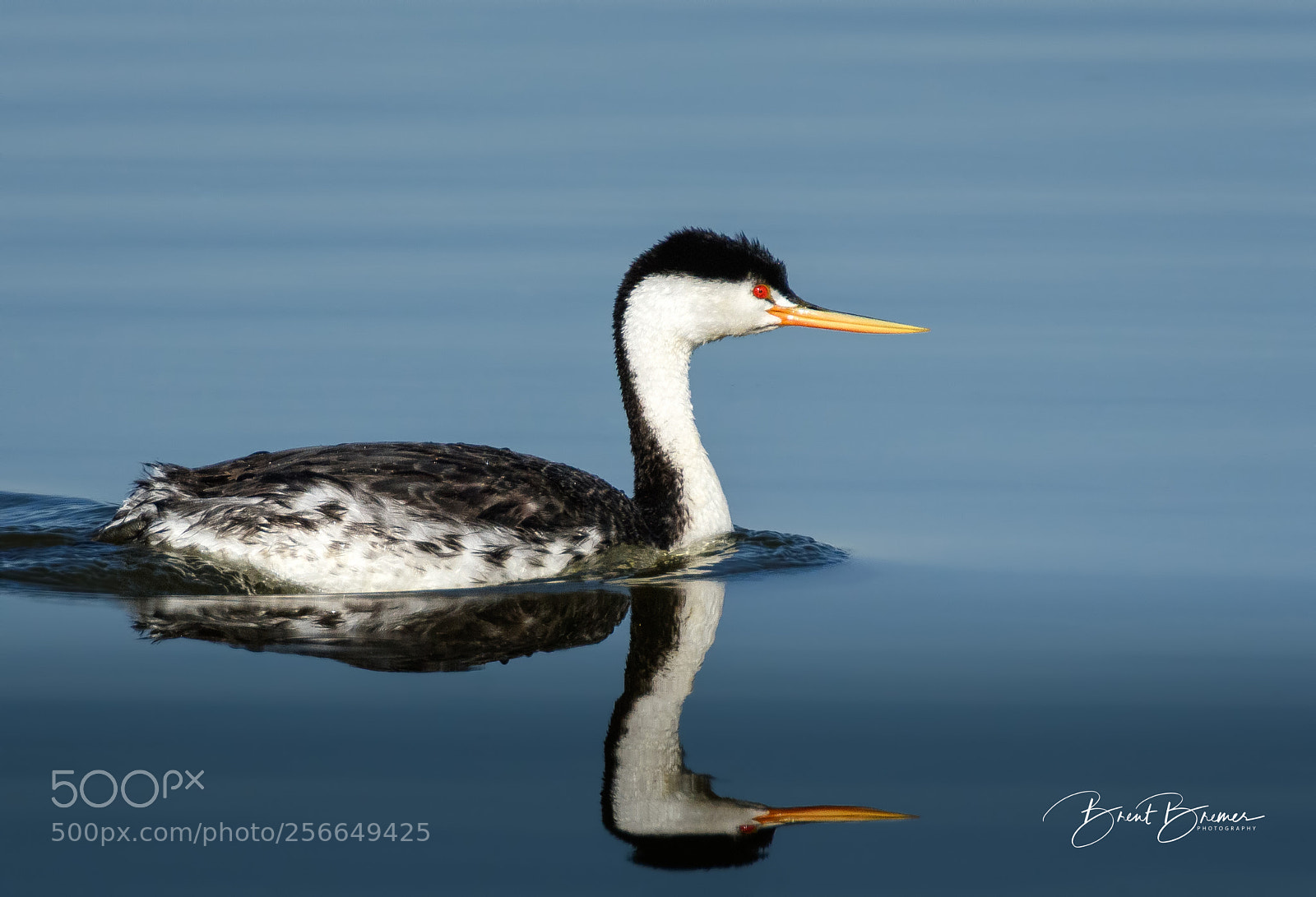 Nikon D810 sample photo. Clark’s  grebe photography