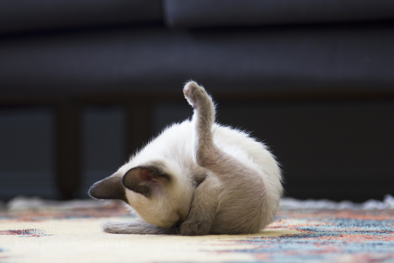 Canon EOS 550D (EOS Rebel T2i / EOS Kiss X4) sample photo. Cat sleep photography