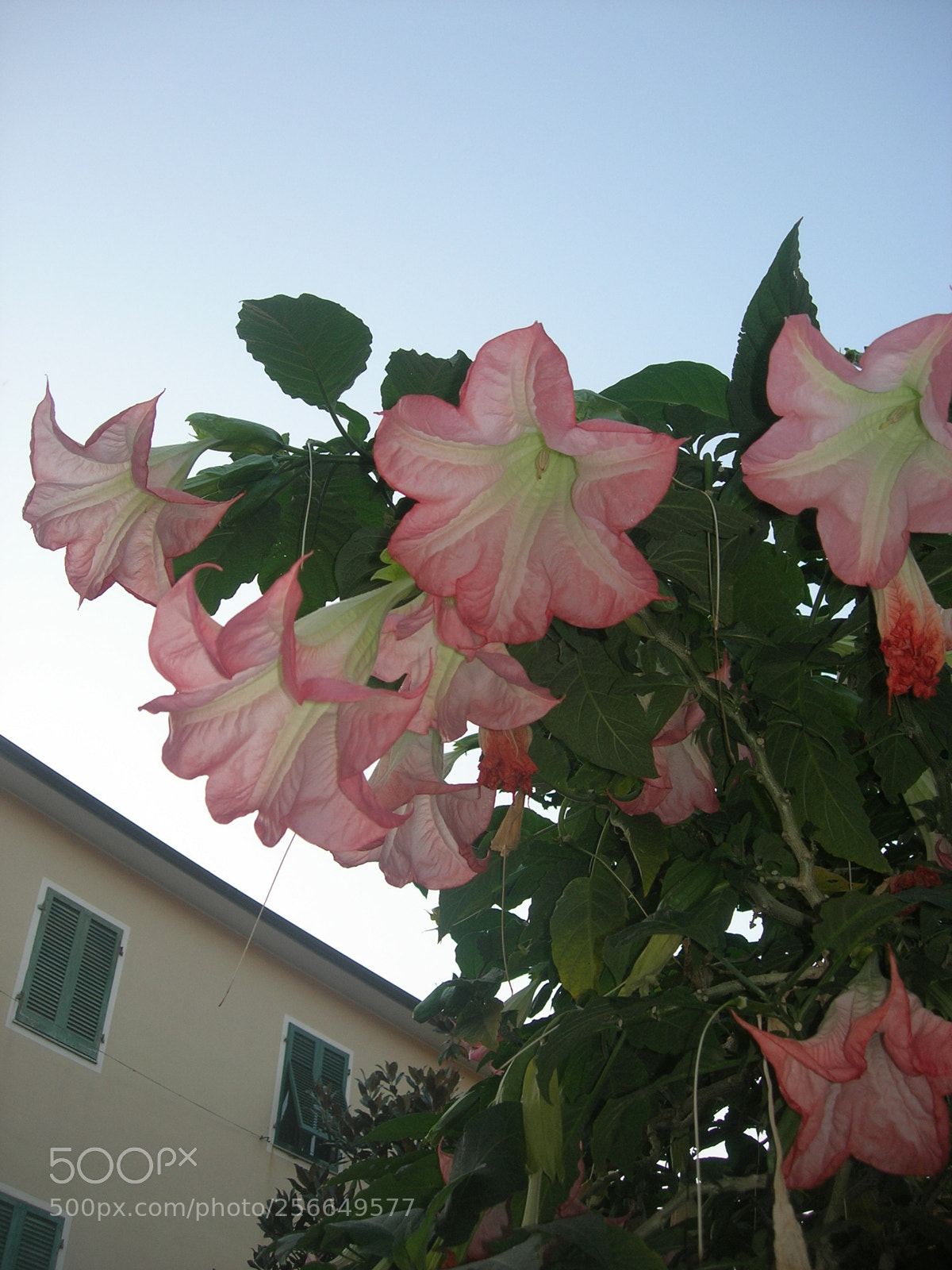 Nikon E5900 sample photo. Porto azzurro () photography
