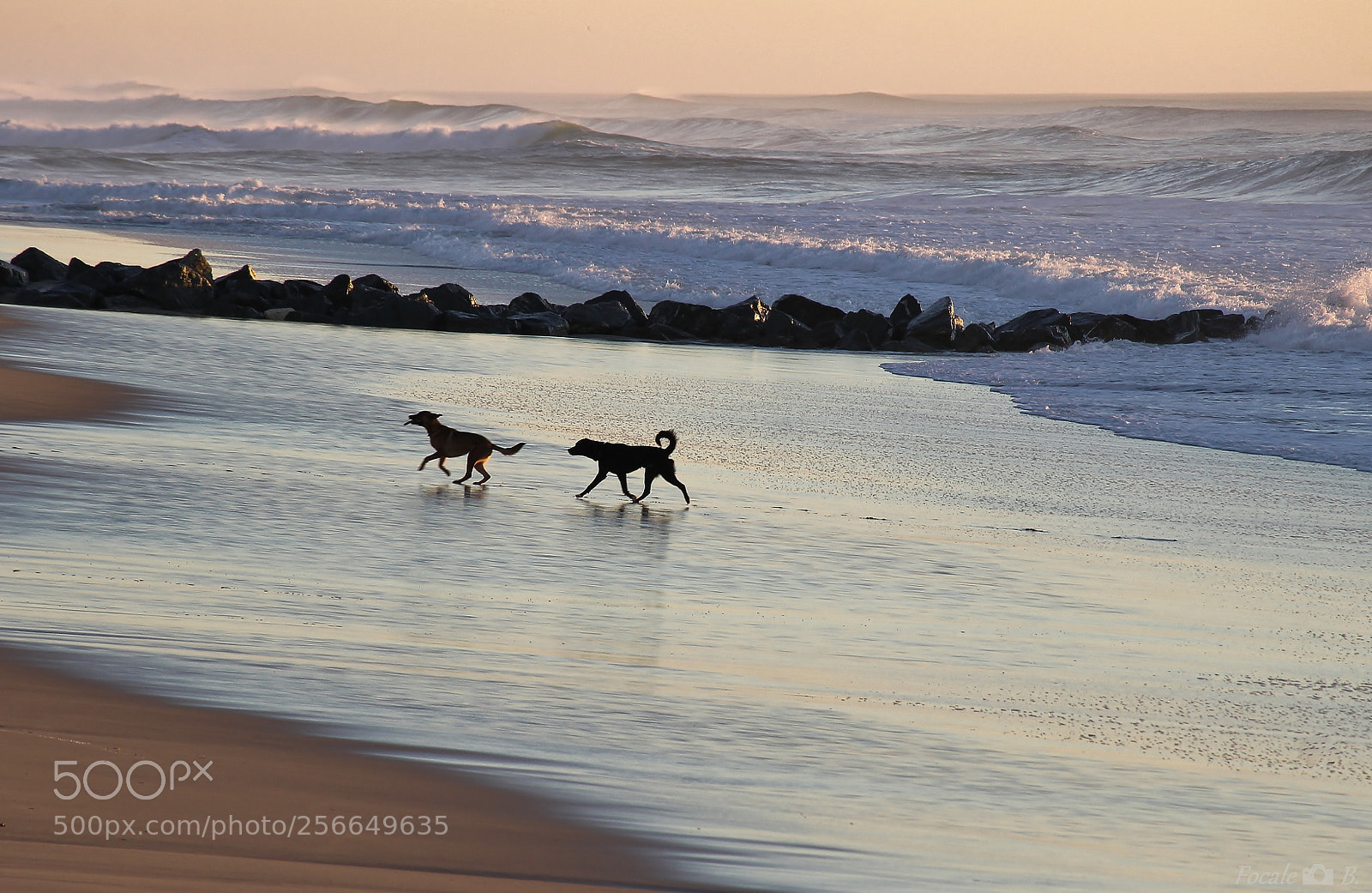 Canon EOS 1100D (EOS Rebel T3 / EOS Kiss X50) sample photo. Dogs on the shore photography
