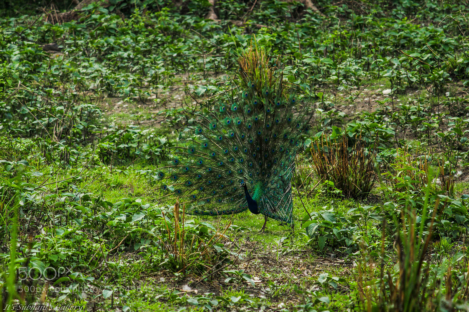 Canon EOS 1300D (EOS Rebel T6 / EOS Kiss X80) sample photo. Indian peafowl photography
