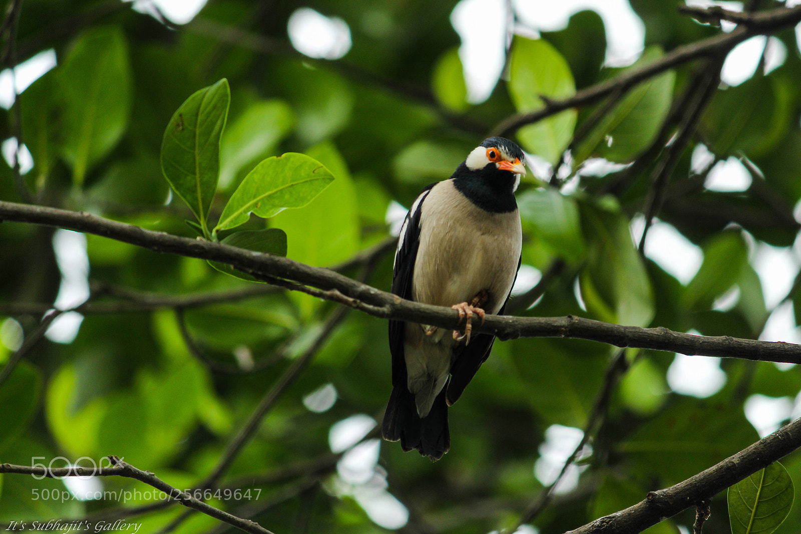 Canon EOS 1300D (EOS Rebel T6 / EOS Kiss X80) sample photo. Asian pied starling photography