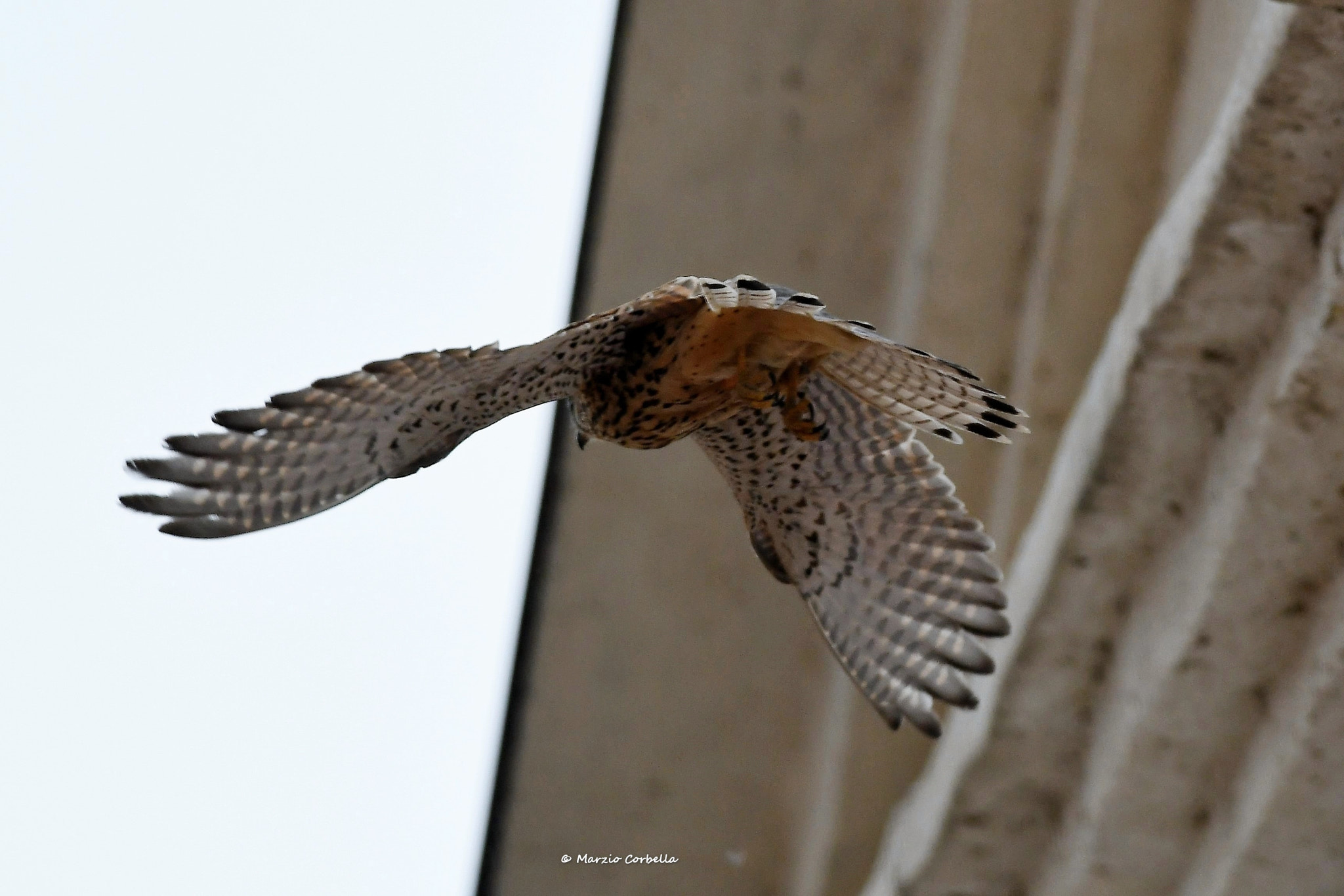 Nikon D500 + Nikon AF-S Nikkor 300mm F4D ED-IF sample photo. The kestrel and its diaphanous photography