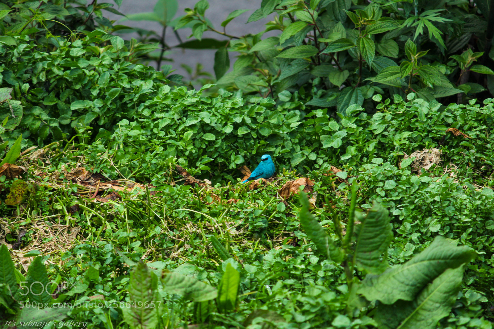 Canon EOS 1300D (EOS Rebel T6 / EOS Kiss X80) sample photo. Verditer flycatcher photography