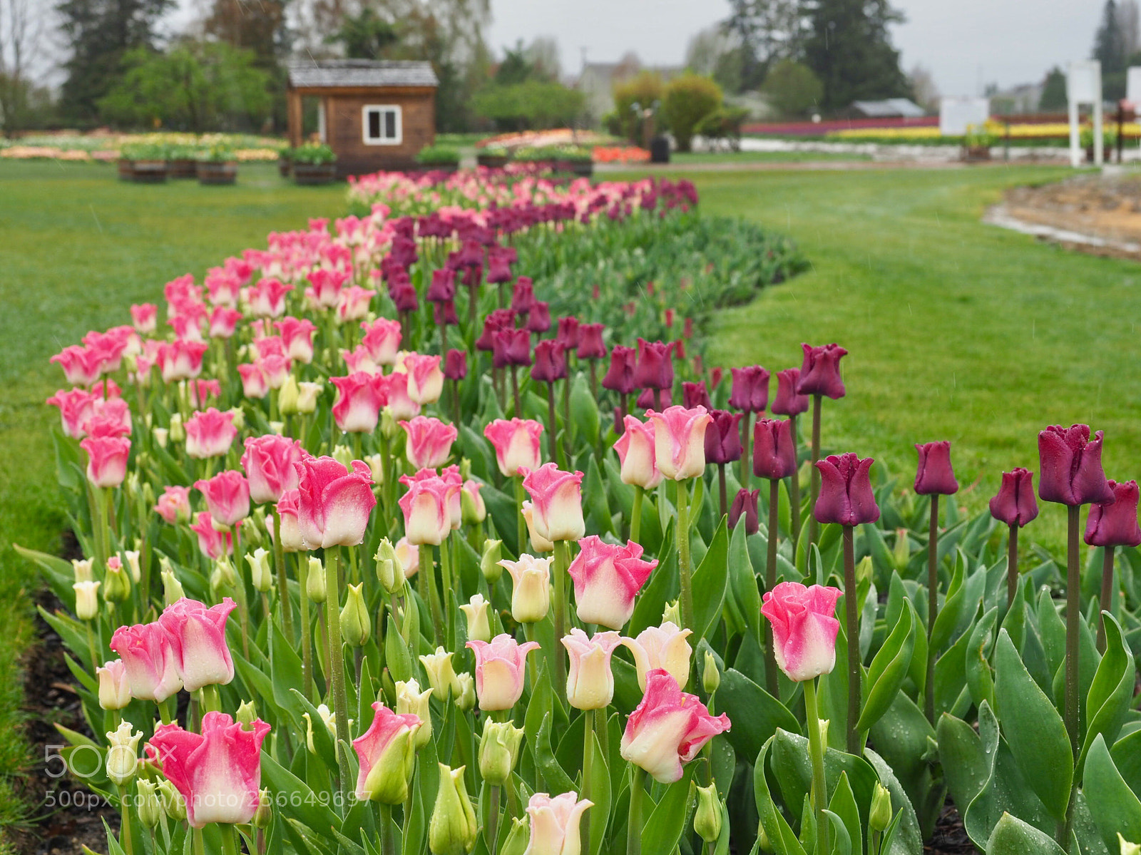Olympus OM-D E-M1 Mark II sample photo. Wave of tulips photography